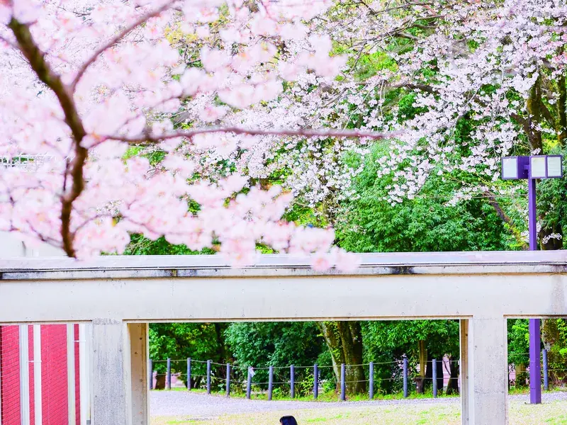 春の桜